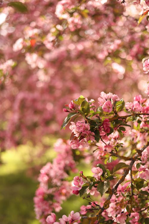 Cherry Blossoms on Branches