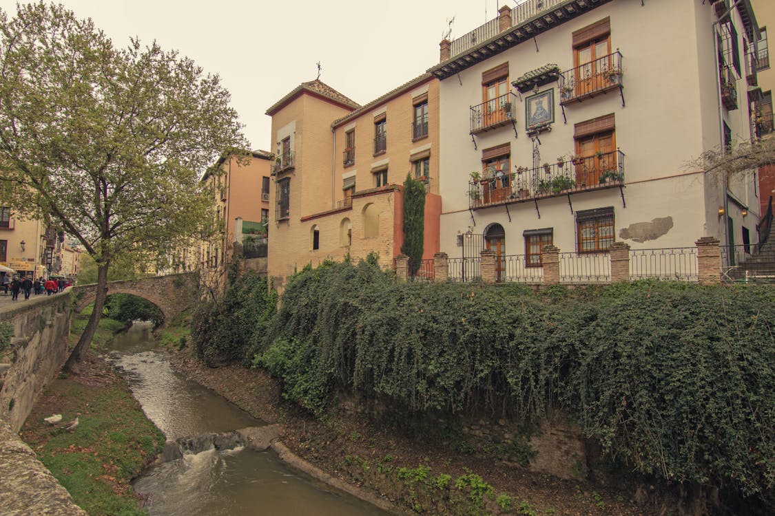 Tree and Bushes around Stream in Town