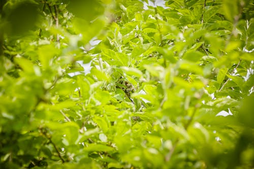 Photos gratuites de brouiller, cacher, feuilles vertes