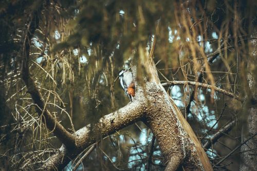 Free A woodpecker sits on a tree branch surrounded by lush foliage, capturing a serene wildlife moment. Stock Photo