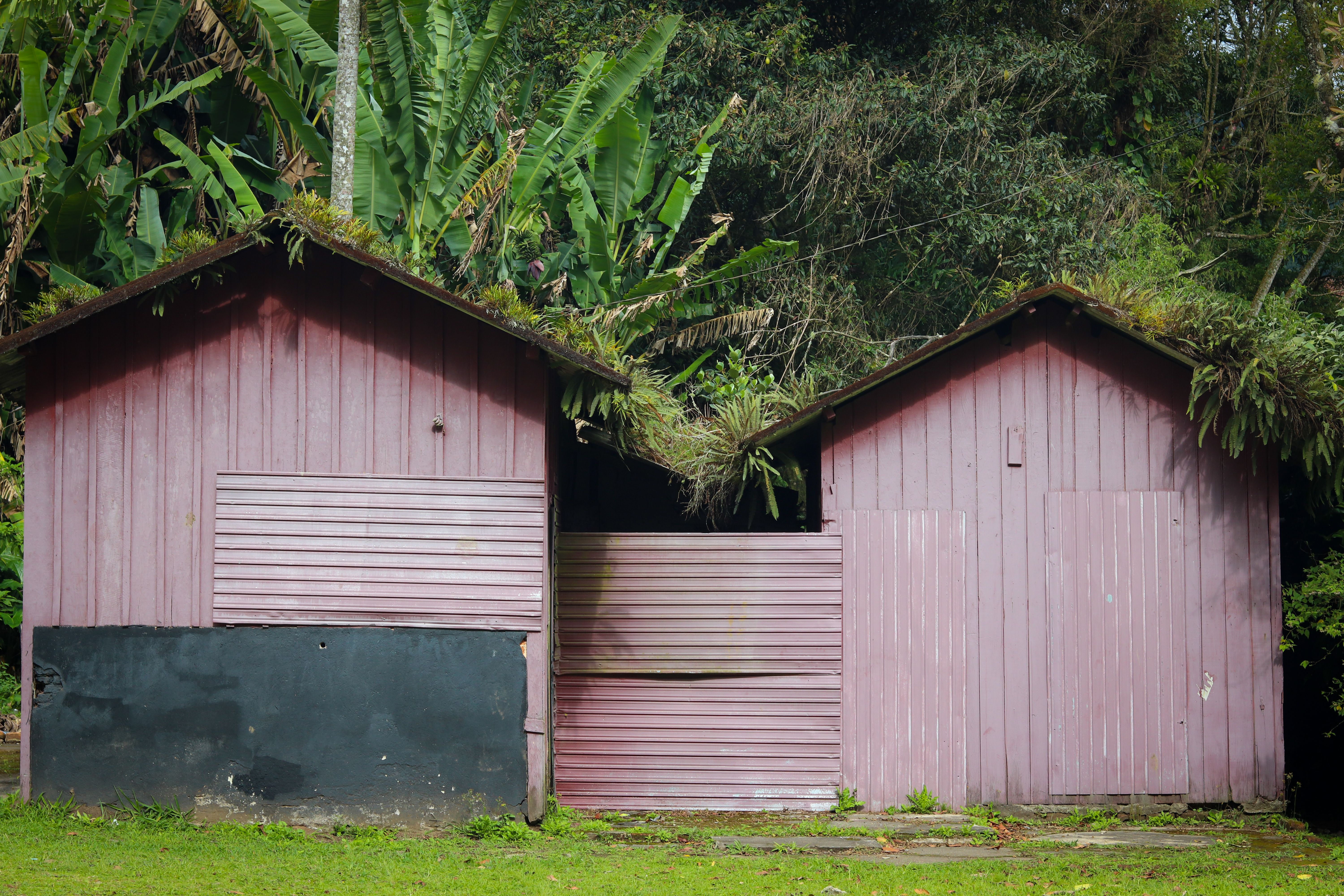 Rustic wooden sheds nestled amidst tropical foliage, showcasing natural harmony.