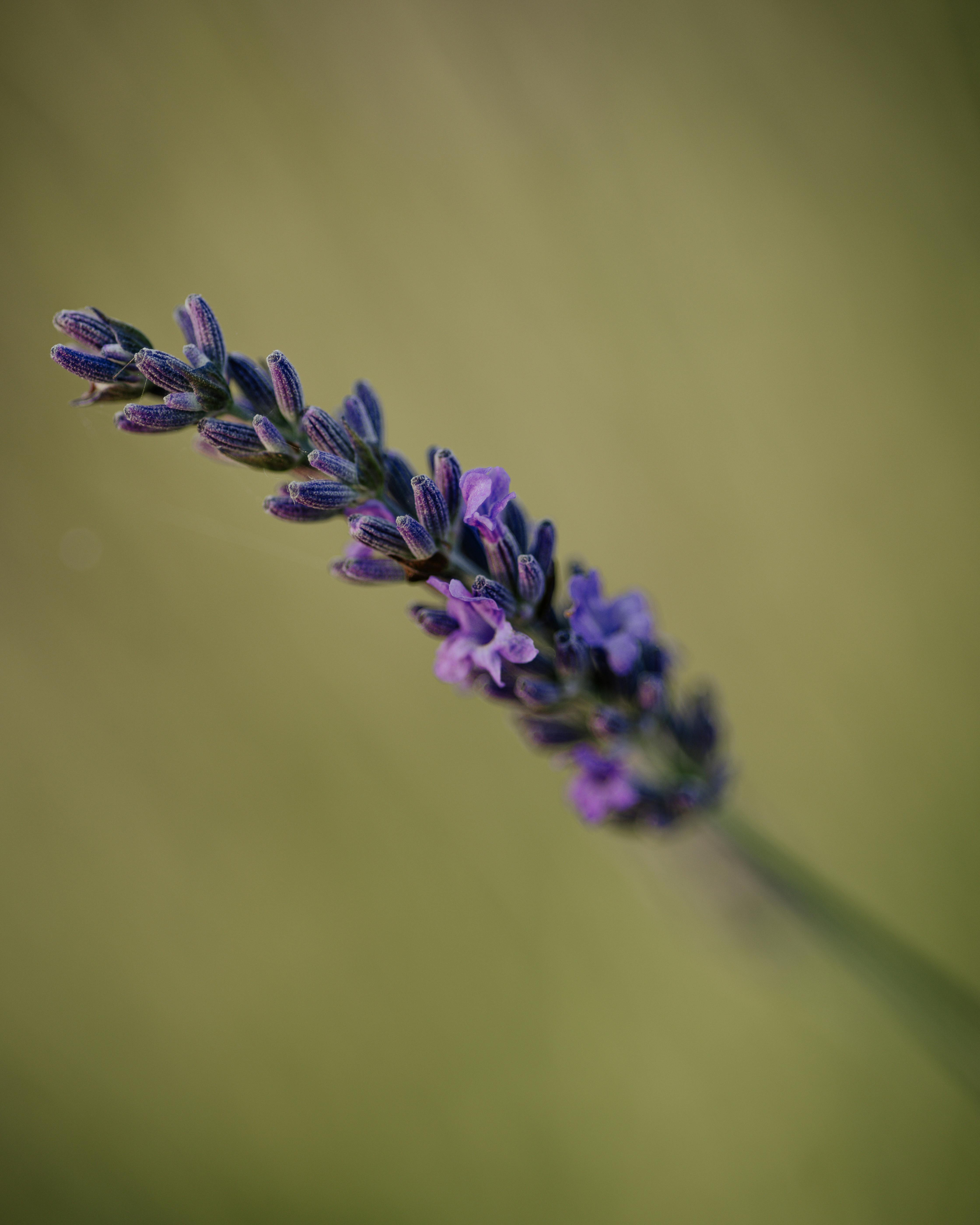 Beautiful close-up of a lavender flower against a blurred green background, showcasing summer's elegance.