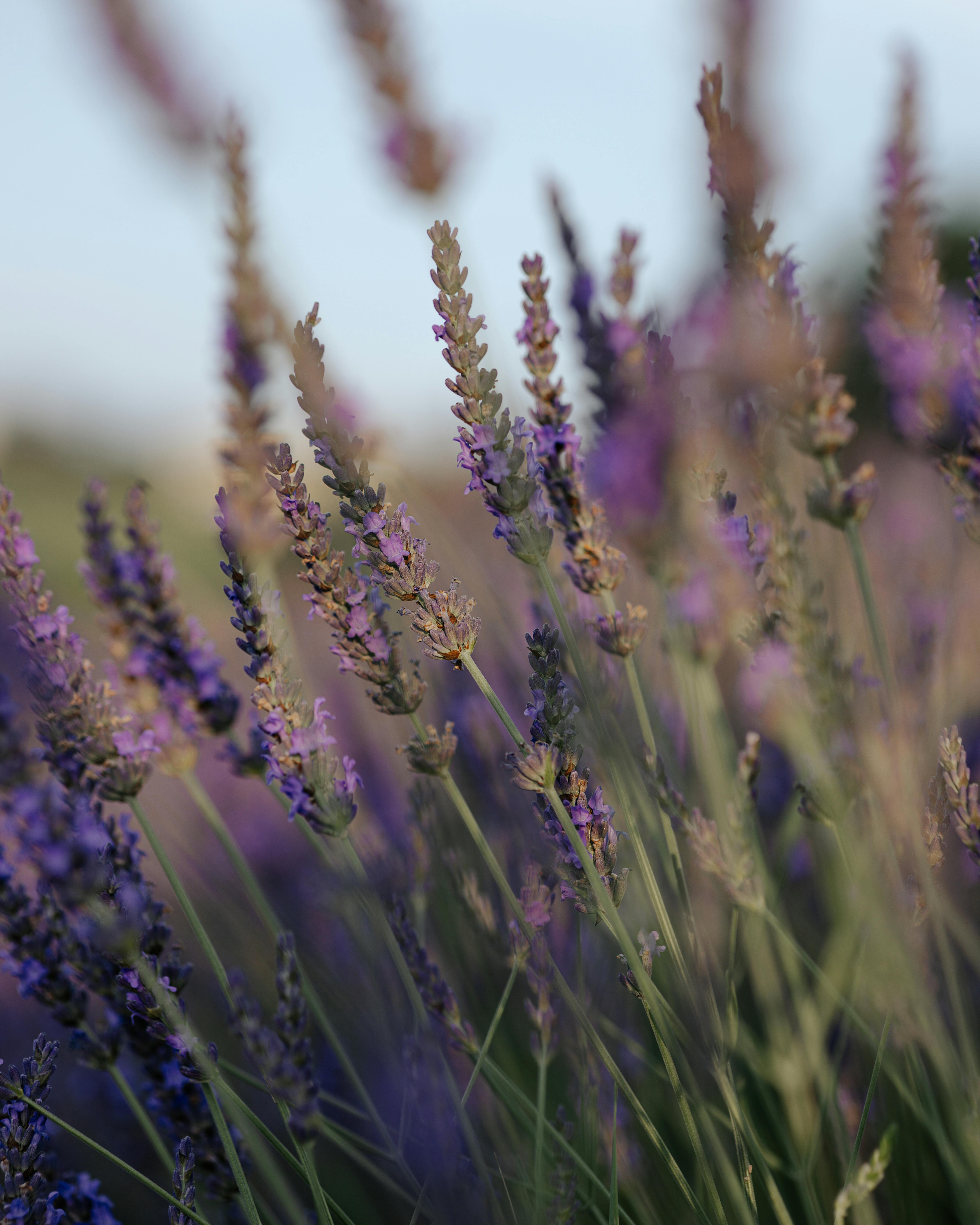 Beautiful close-up view of blooming lavender flowers in a sunny rural field.