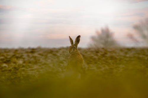Fotobanka s bezplatnými fotkami na tému dedinský, fotografie zvierat žijúcich vo voľnej prírode, králik