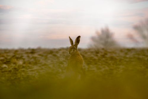 Free A solitary hare stands alert in a misty rural landscape at dusk, captured in soft focus. Stock Photo
