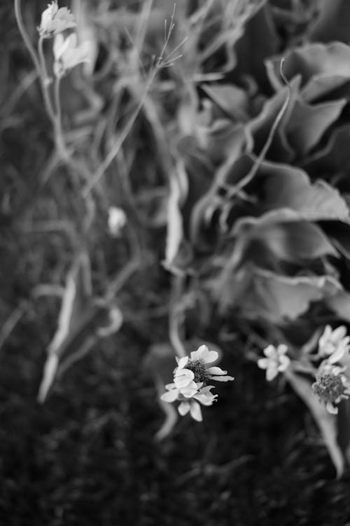 垂直拍摄, 常见的雏菊, 特写 的 免费素材图片