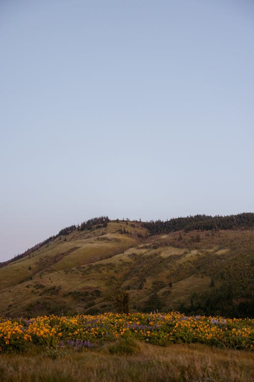 Kostenloses Stock Foto zu blumen, hügel, landschaft