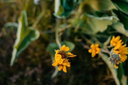 Close up of Yellow, Arnica Flower