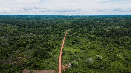 Foto d'estoc gratuïta de arbres, bosc, camí de carro