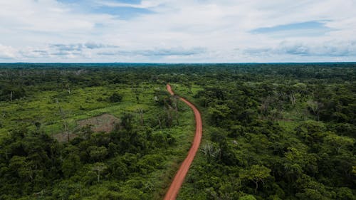 Fotos de stock gratuitas de amazonas, bosque, carretera