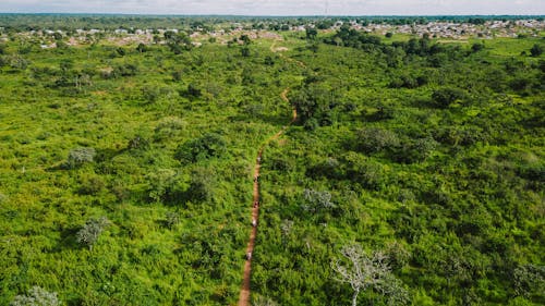 Бесплатное стоковое фото с амазонка, Аэрофотосъемка, джунгли