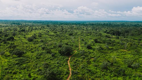 Fotos de stock gratuitas de amazonas, aventura, bosque