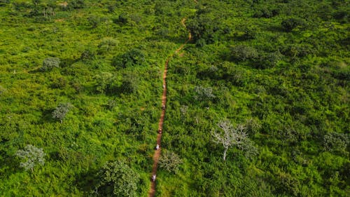Road in Amazon Jungle