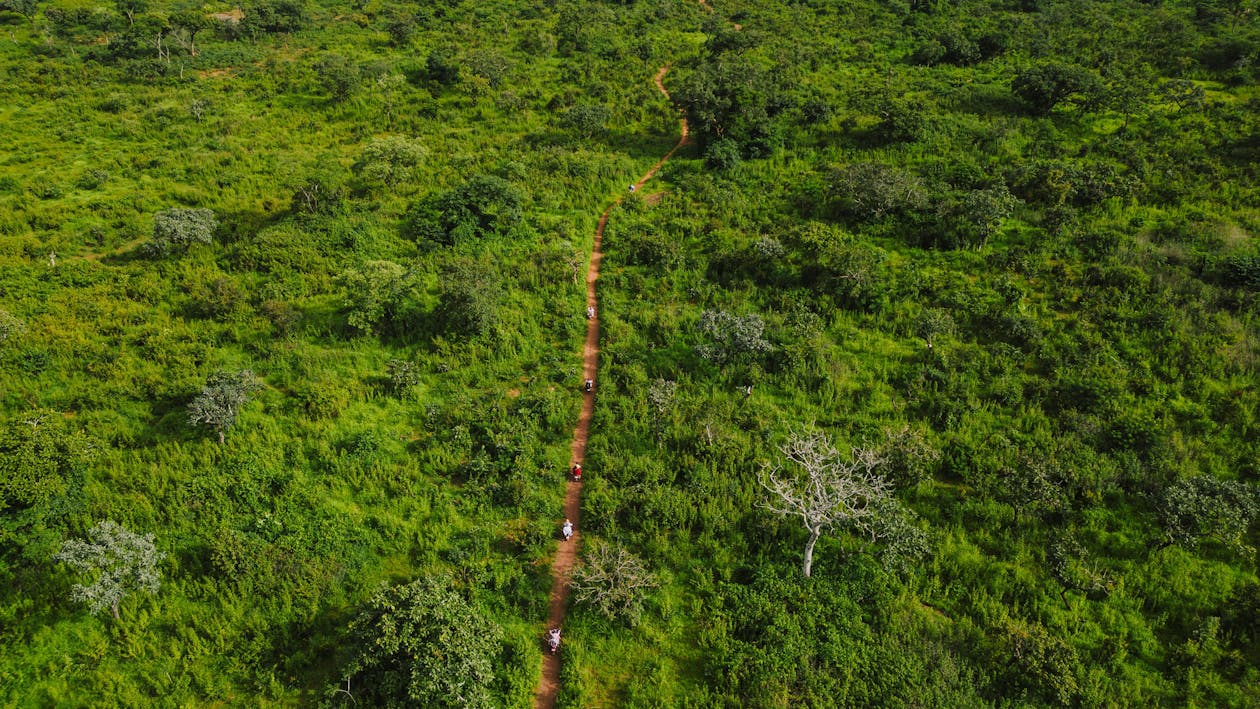 Road in Amazon Jungle