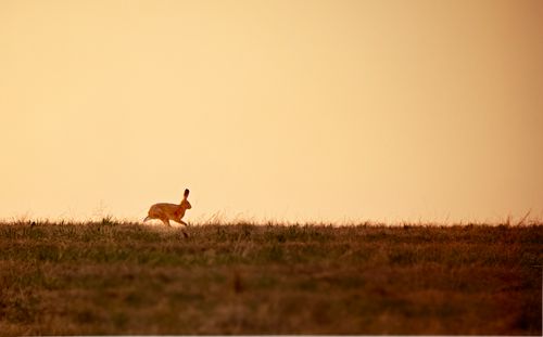 Free stock photo of animal, crop field, cute Stock Photo
