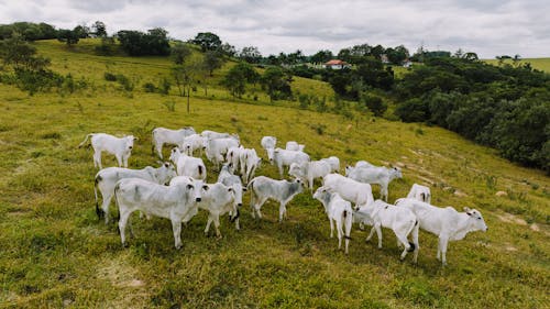 White Cows on Pasture