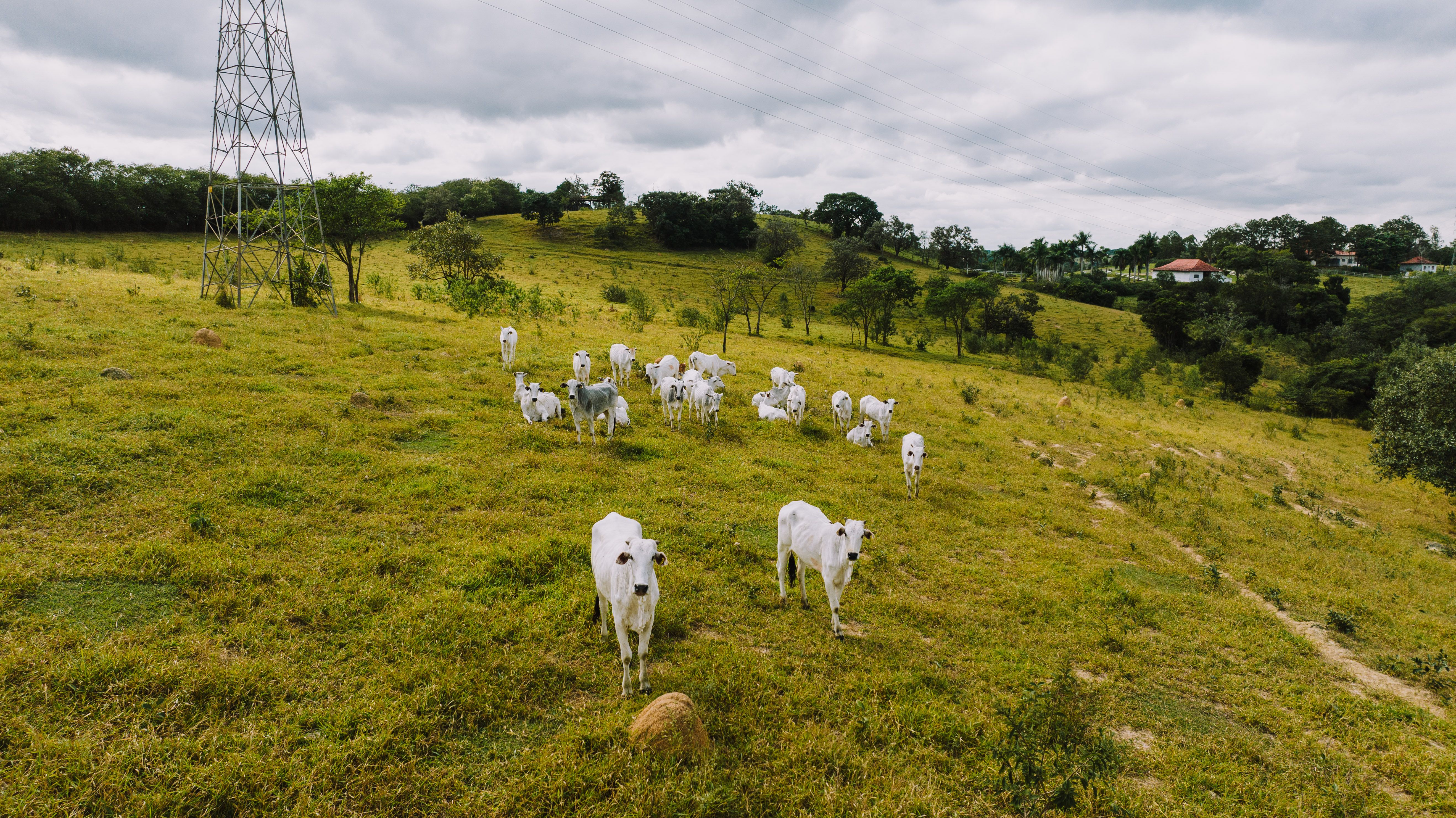 Bovinos em área de pastagem
