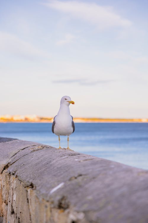 Seagull on Wall on Sea Shore