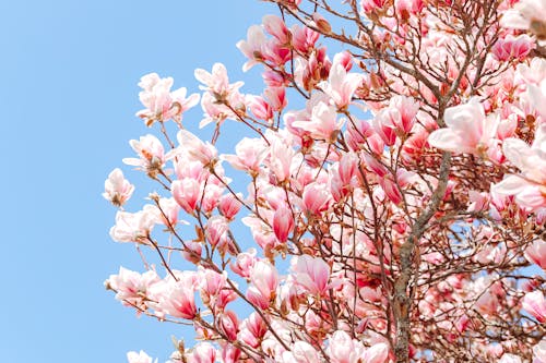 Pink Cherry Blossoms on Tree