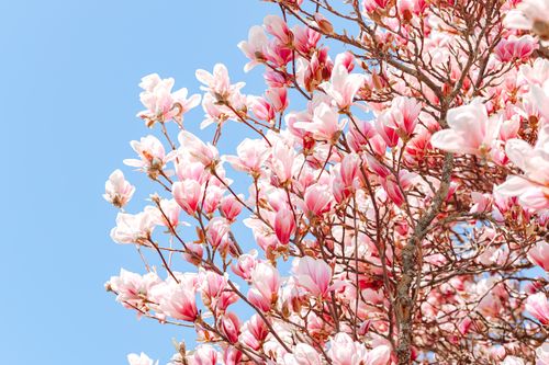 Free Vibrant pink magnolia blossoms against a clear blue sky in spring. Stock Photo