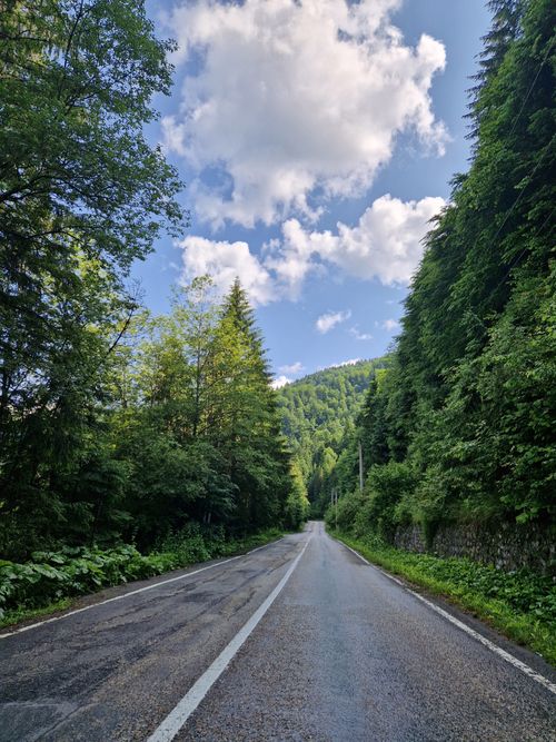 Free Picturesque forest road in Buda, Romania, surrounded by lush greenery under a vibrant sky. Stock Photo