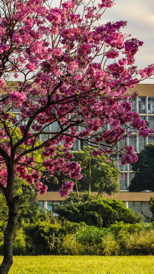 Pink Cherry Tree in Park in Spring