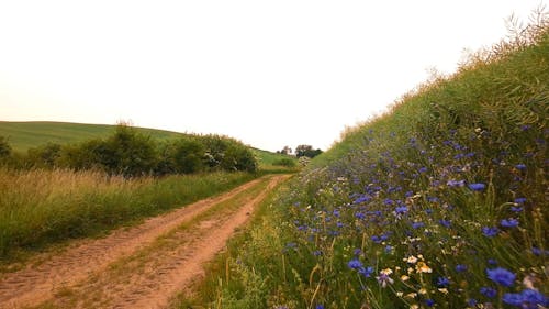 Immagine gratuita di campo d'erba, estate, fiels