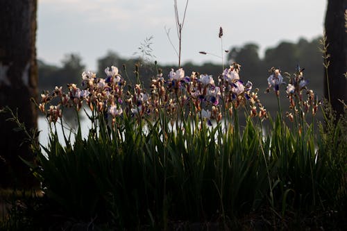 Immagine gratuita di fiori, giardino, iridi