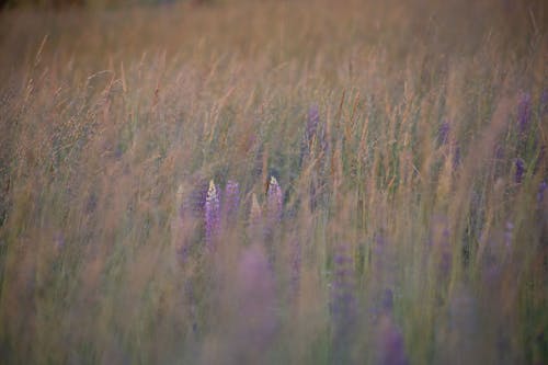 Immagine gratuita di fiori, fiori rosa, fotografia di fiori