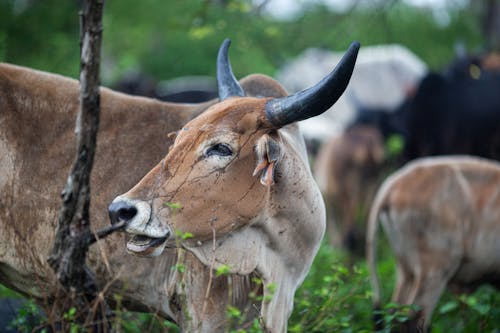Banteng Cows on Pasture
