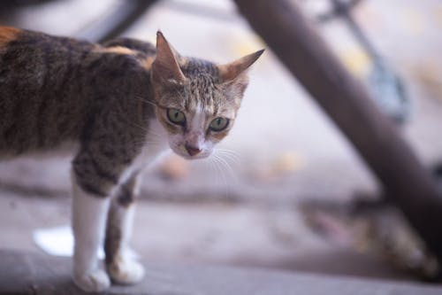 Small Kitten Standing on Ground