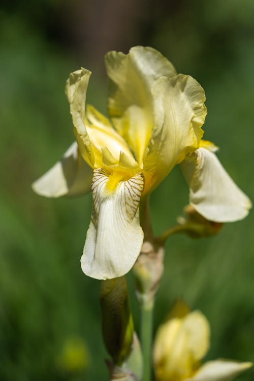 Close up of Yellow Iris