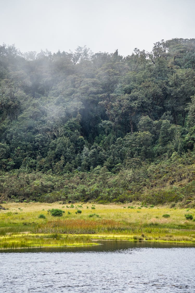 Thick Rain Forest On A River Bank