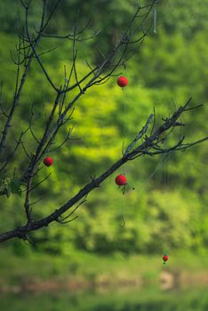 Close-up of bare tree branches with red fishing bobbers against a lush green backdrop, creating a tranquil natural scene.