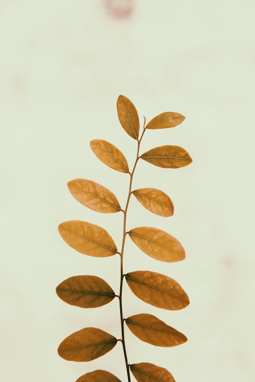 Brown Leafed Plant