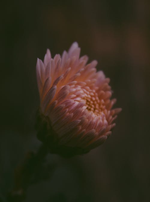 Selective Focus Photography of Pink Chrysanthemum X Grandiflorum Flower