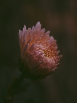 特写镜头：户外花园里盛开的粉色菊花