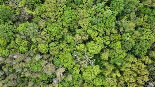 Aerial Panorama of Lush Green Jungle Tree Tops 
