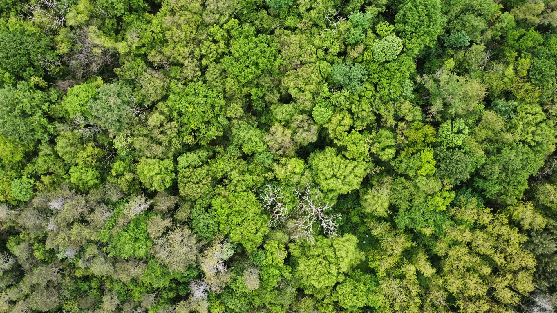 Explore the dense tree canopy captured from above in a lush green French forest.