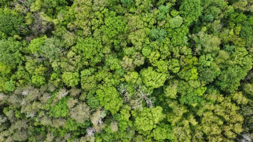 Free Explore the dense tree canopy captured from above in a lush green French forest. Stock Photo