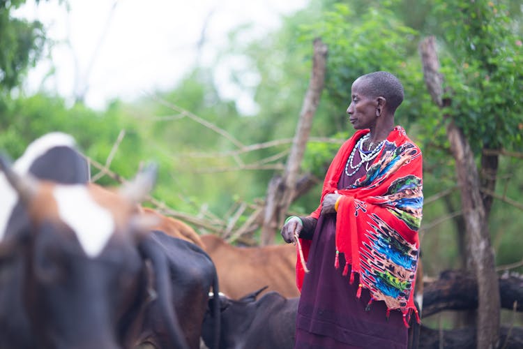 Person Wearing Colorful Shawl Standing With Cattle