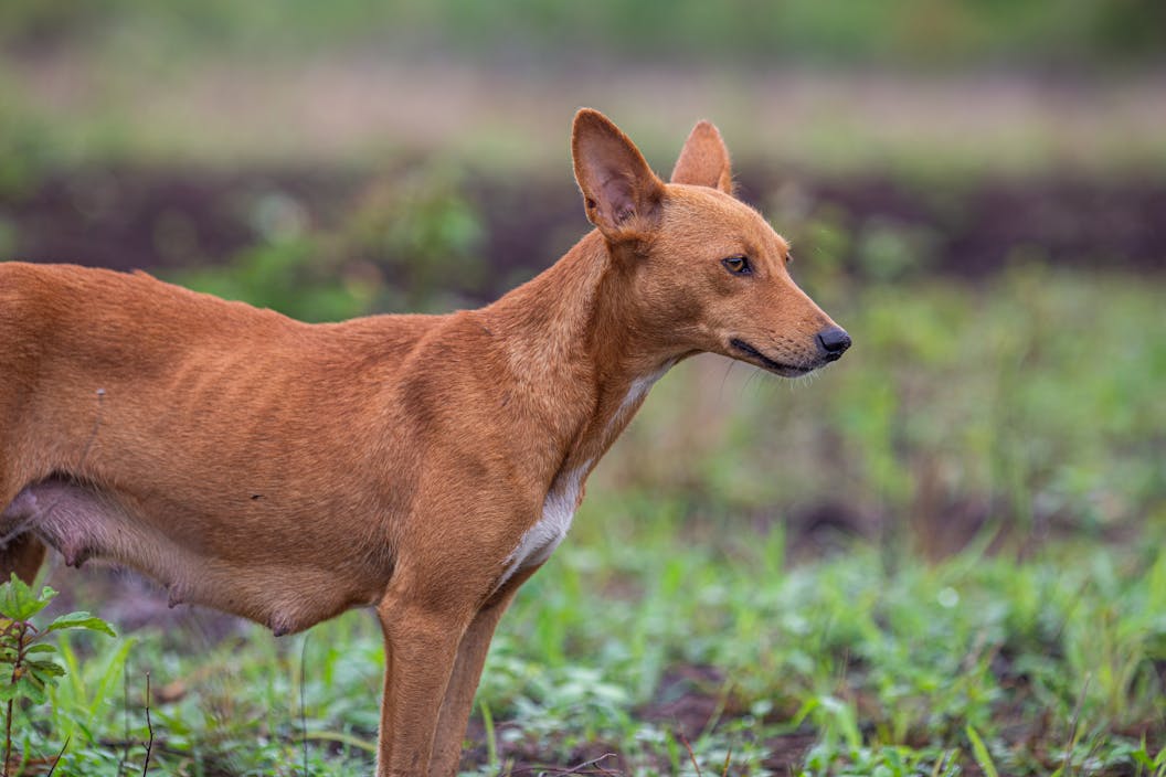 Discovering the Podenco Campanero: A Rare Canarian Dog Breed