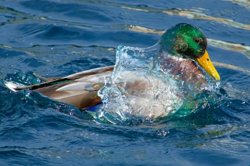 Mallard Duck Splashing in the Pond: Wildlife Motion in Water
