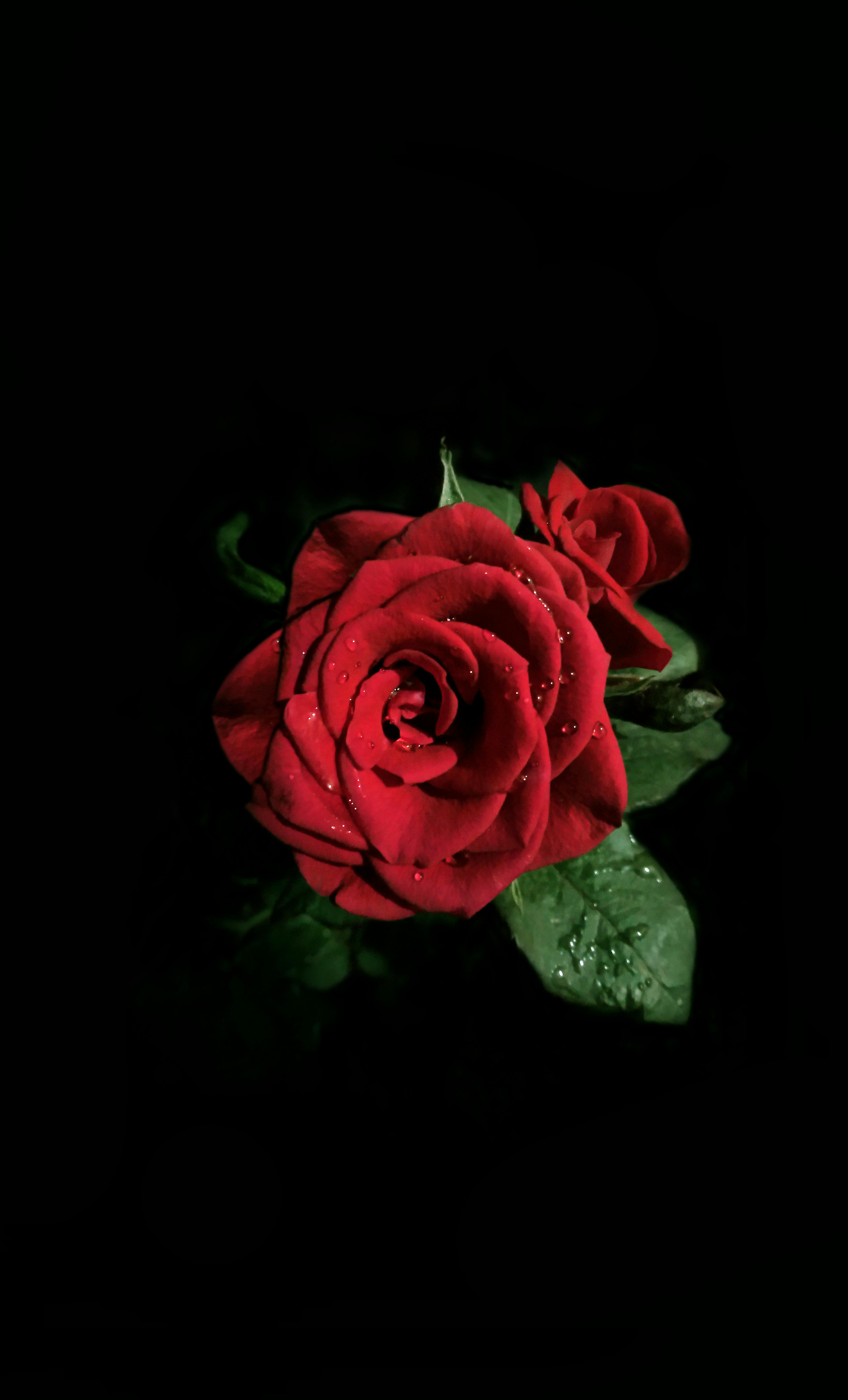 35 Trend Terbaru Bunga Rose Background Hitam Panda Assed