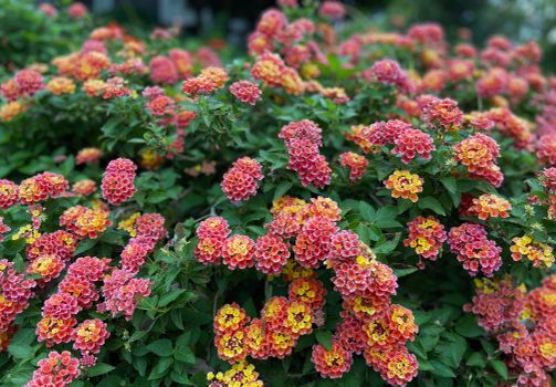 Bush with Red Flowers