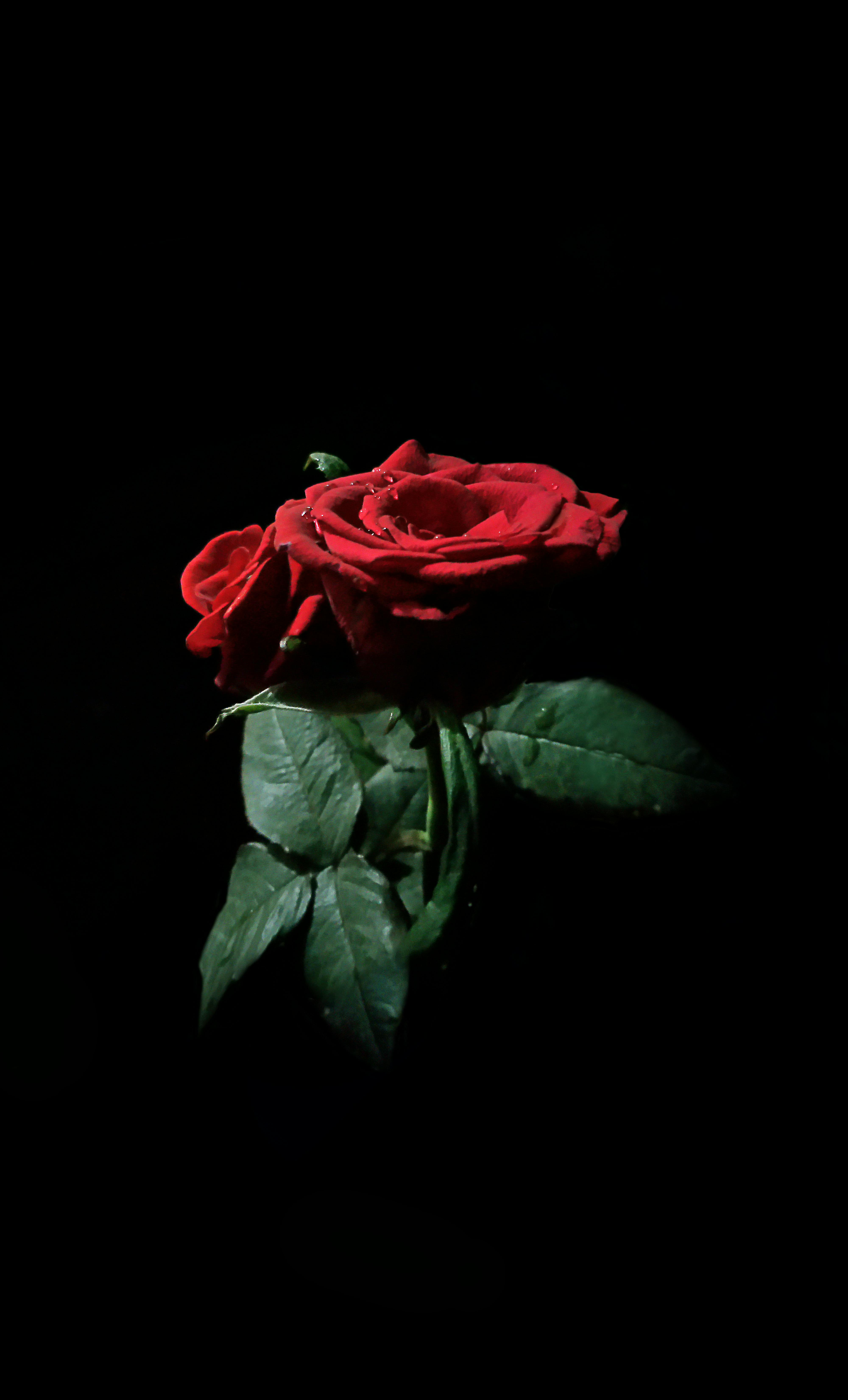  Gambar  Bunga  Mawar  Merah Keren