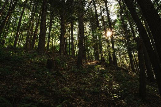 A serene pine forest with sunlight filtering through trees on a steep hillside.