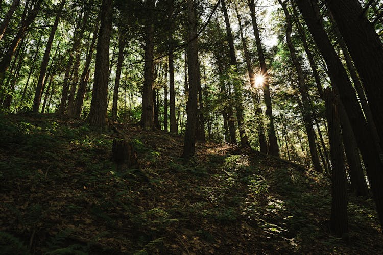 Steep Hill In Forest