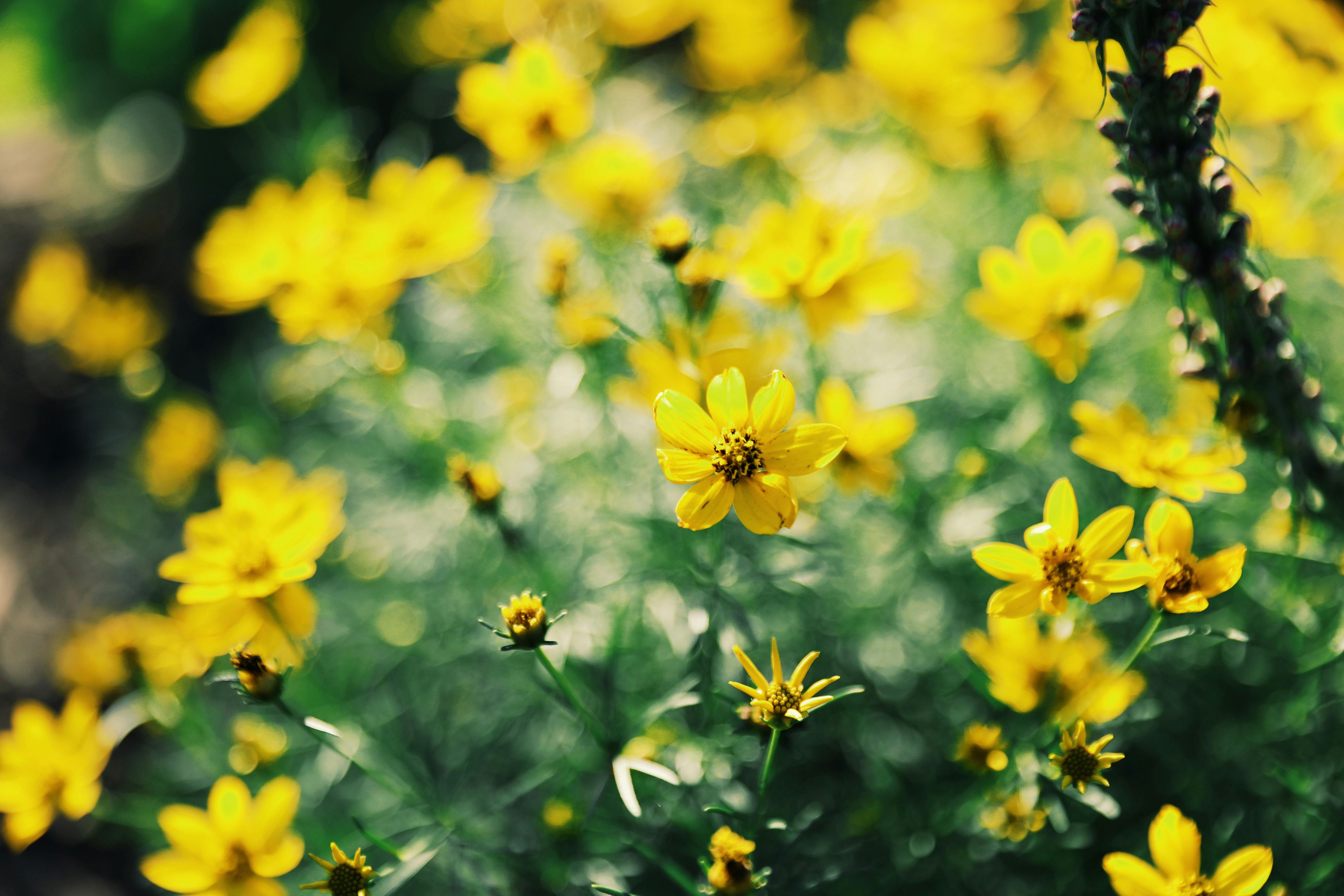 Buttercup Photos, Download The BEST Free Buttercup Stock Photos & HD Images