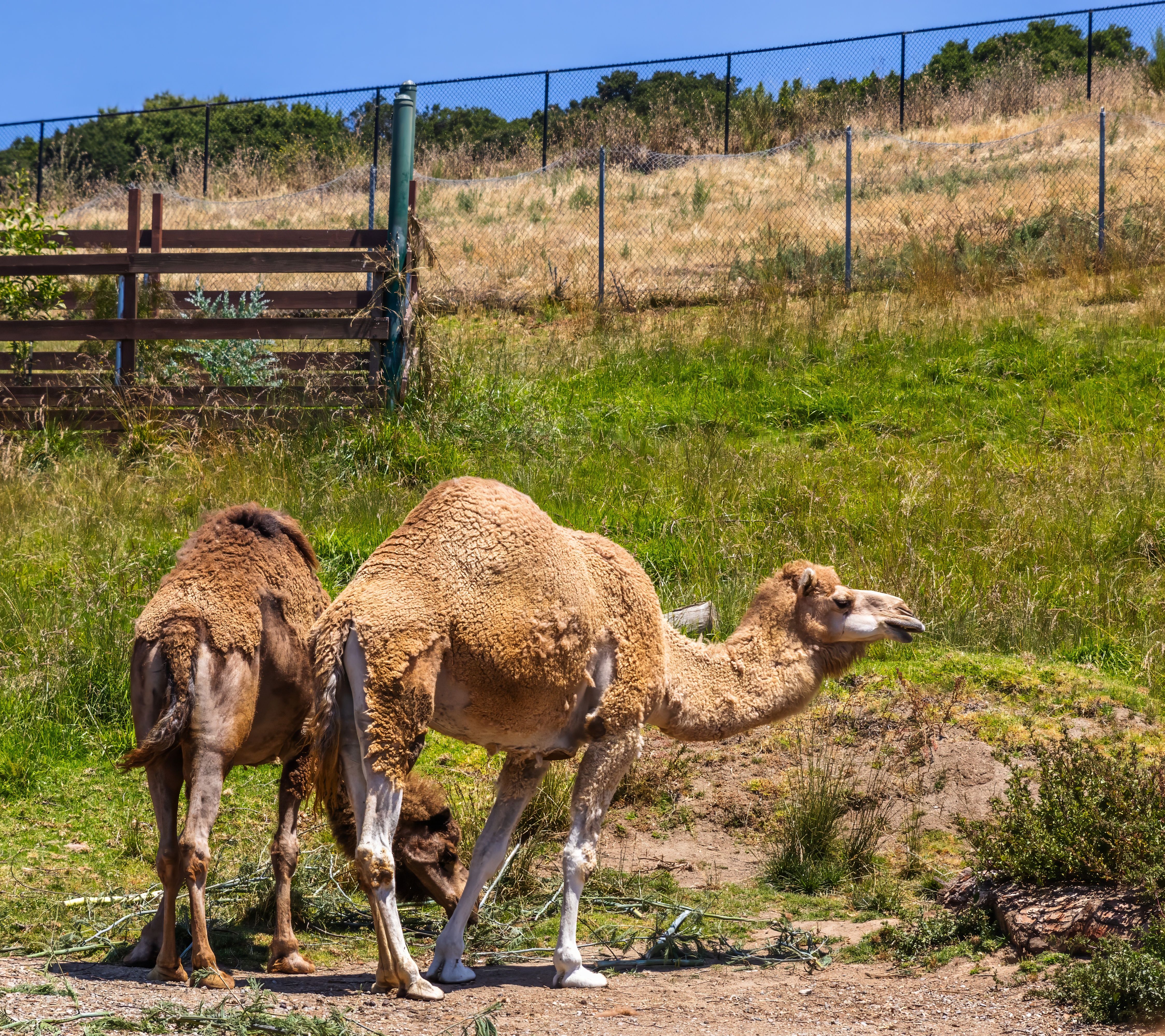 Two dromedary camels grazing in a sunny pasture with greenery and fencing in the background.